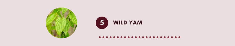 Wild Yam